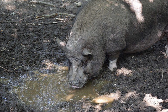 门德斯在乌 门德斯在乌